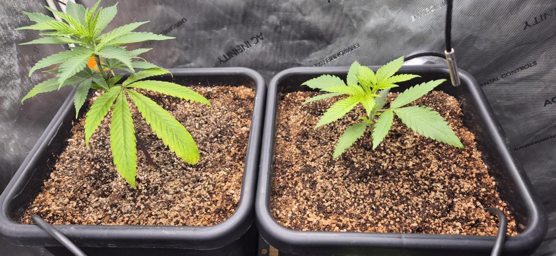 Melt Mode and Blue Skunk. Week 1 - Day 4