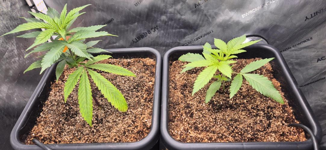 Melt Mode and Blue Skunk. Week 1 - Day 5