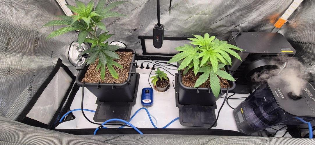 Melt Mode and Blue Skunk. Week 2 - Day 10