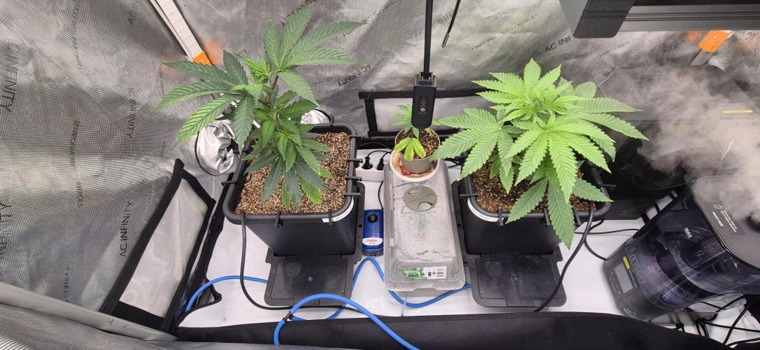 Melt Mode and Blue Skunk. Week 2 - Day 11. Topped the blue skunk. Still waiting a little for melt mode 