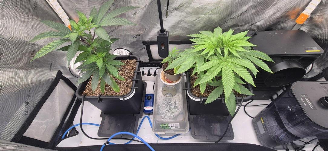 Melt Mode and Blue Skunk. Week 2 - Day 12