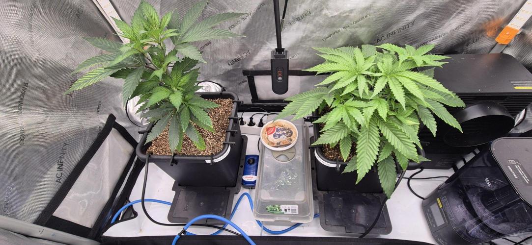 Melt Mode and Blue Skunk. Week 2 - Day 13. topped melt mode