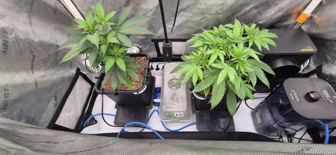 Melt Mode and Blue Skunk. Week 2 - Day 14. melt mode taking off 
