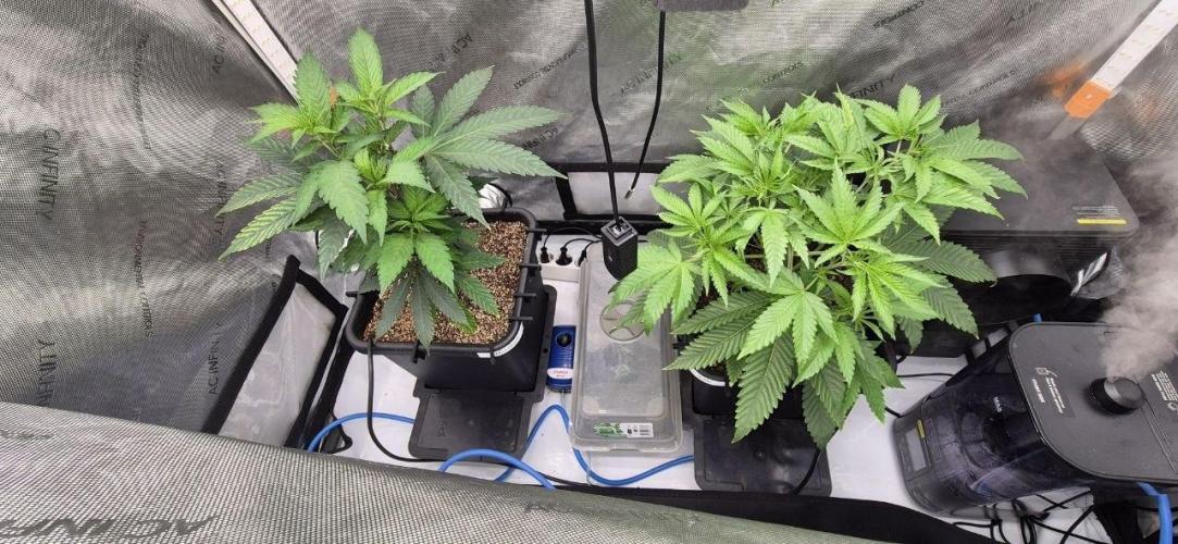 Melt Mode and Blue Skunk. Week 3 - Day 15