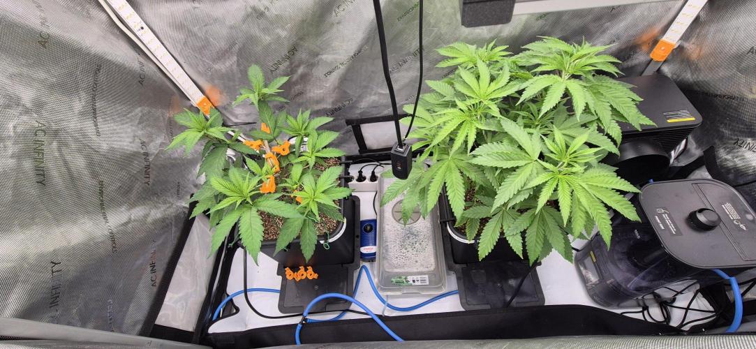 Melt Mode and Blue Skunk. Week 3 - Day 17