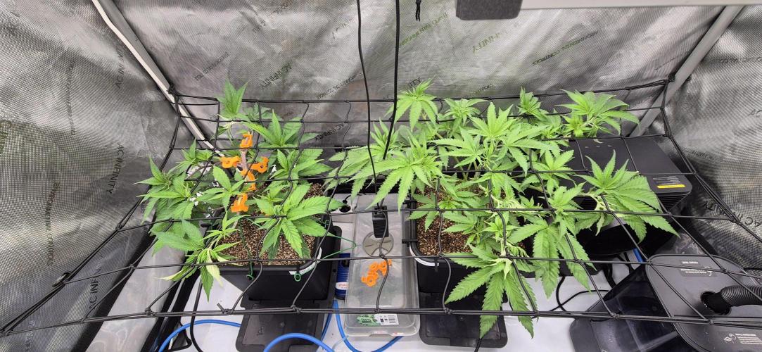 Melt Mode and Blue Skunk. Week 3 - Day 19