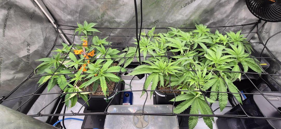 Melt Mode and Blue Skunk. Week 3 - Day 20. tuck tuck tuck