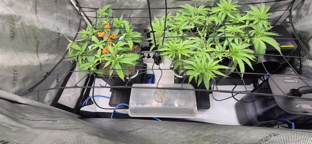 Melt Mode and Blue Skunk. Week 3 - Day 21. tucking along