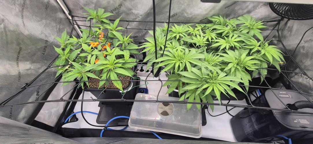 Melt Mode and Blue Skunk. Week 4 - Day 23