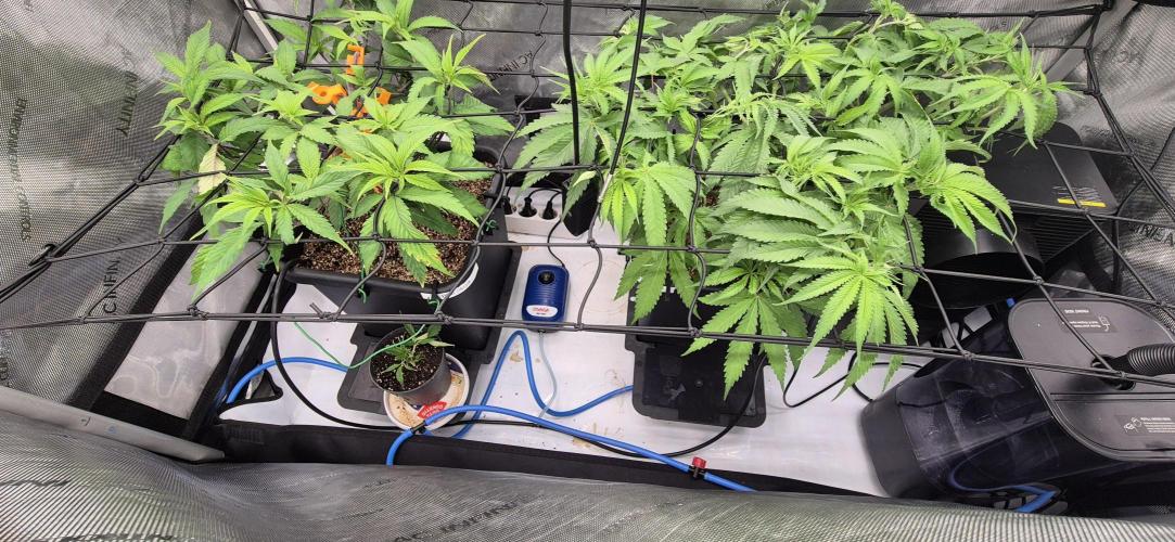 Melt Mode and Blue Skunk. Week 4 - Day 24