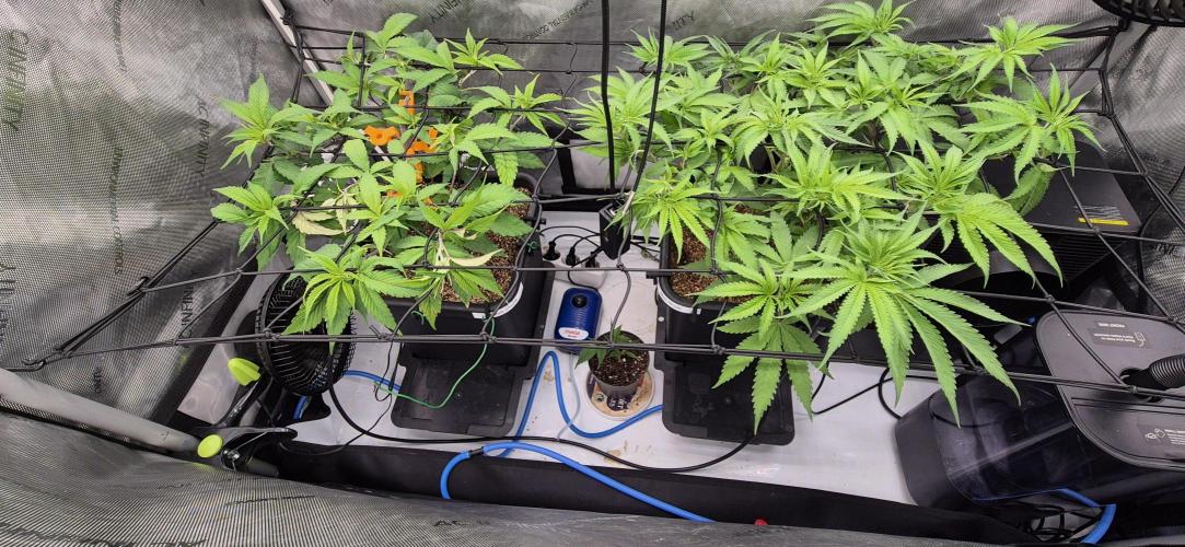 Melt Mode and Blue Skunk. Week 4 - Day 25