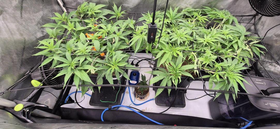 Melt Mode and Blue Skunk. Week 5 - Day 29