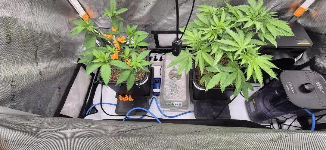 Melt Mode and Blue Skunk. Week 3 - Day 16 started LST on blue skunk