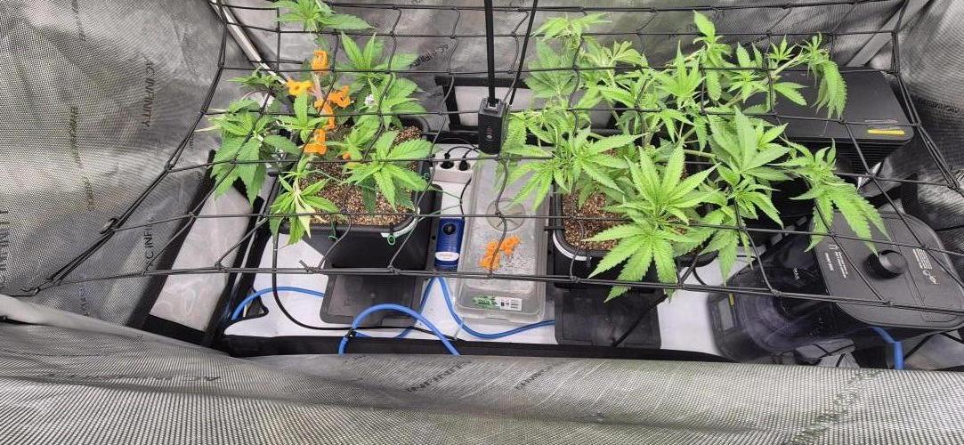 Melt Mode and Blue Skunk. Week 3 - Day 18