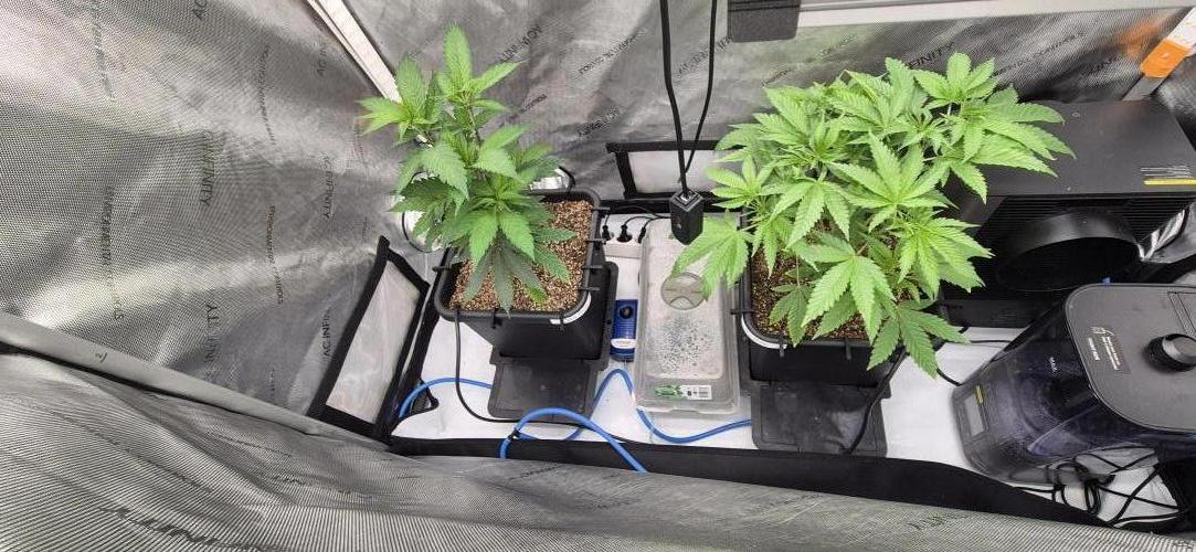 Melt Mode and Blue Skunk. Week 3 - Day 15 after taking off redundant fan leaves