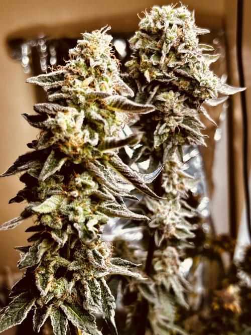 Squirt grow 2026. Week 10 - Also, LA grape