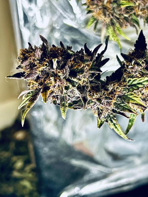 Squirt grow 2026. Week 10 - The squirt, full of red hairs early, but not sure if this is ready in 60 days?