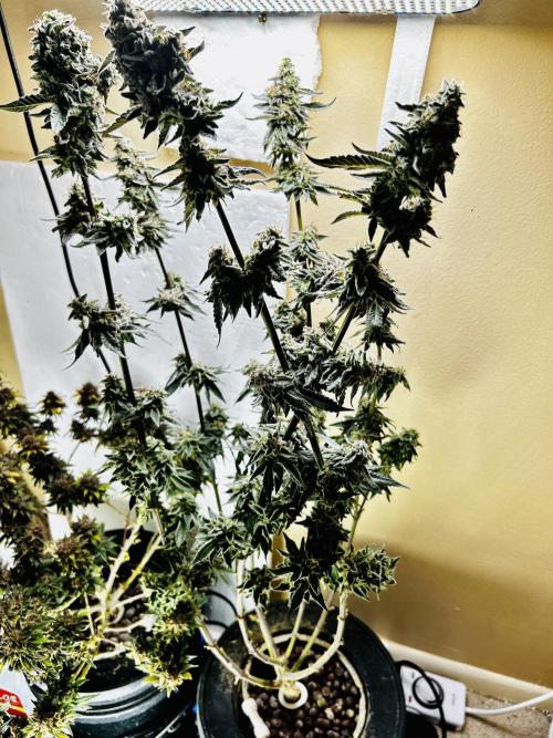 Squirt grow 2026. Week 10 - LA grapes 🍇 x ?