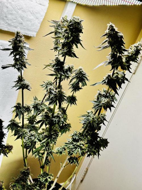 Squirt grow 2026. Week 10 - LA grapes 🍇 x ?