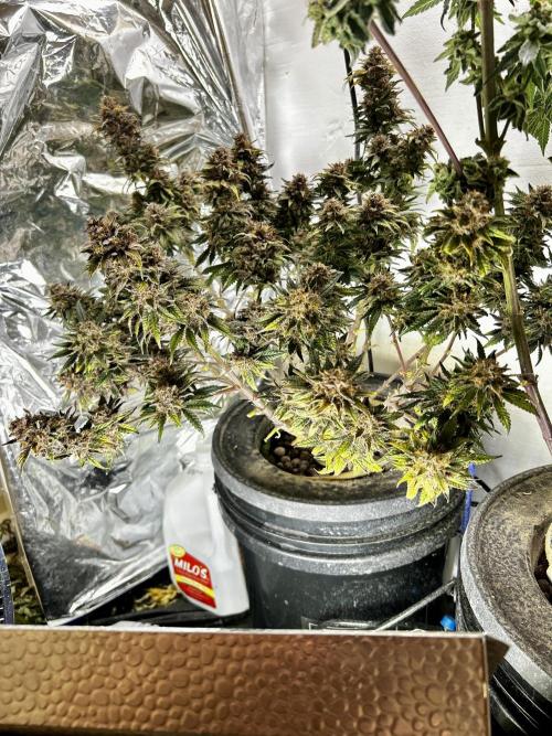 Squirt grow 2026. Week 10 - Squirt