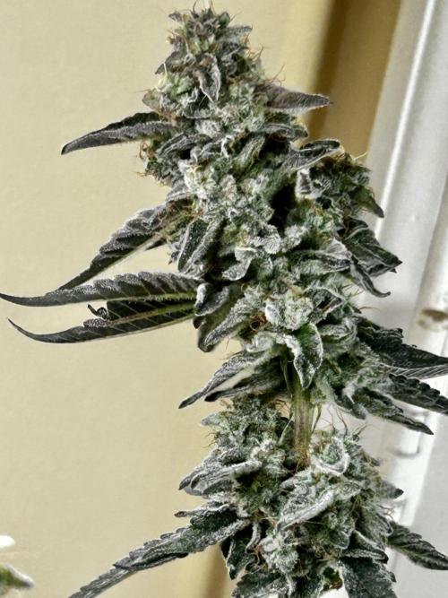 Squirt grow 2026. Week 10 - LA grapes x ?