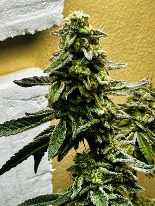 Squirt grow 2026. Week 10 - LA grapes 🍇 x ?