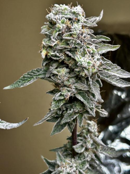 Squirt grow 2026