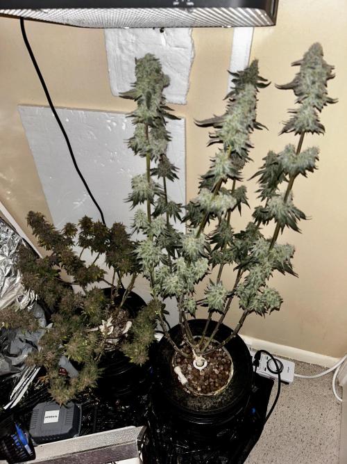 Squirt grow 2026. Week 10 - Tonight’s the night.. 