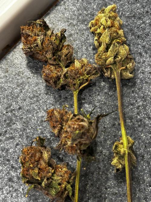 Squirt grow 2026. Week 11 - Squirt (L)
LA 🍇 (R)