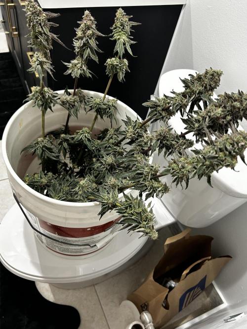 Squirt. Week 11