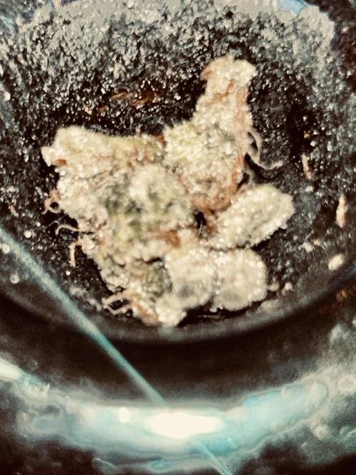 Squirt grow 2026. Week 10 - Can’t move off the couch
