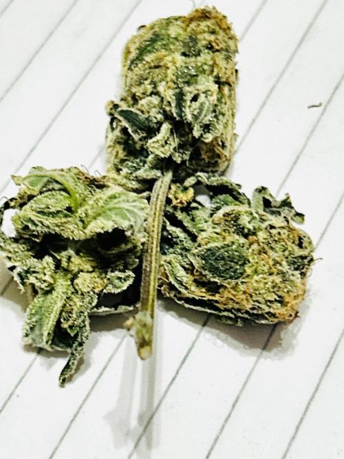Squirt. Week 10