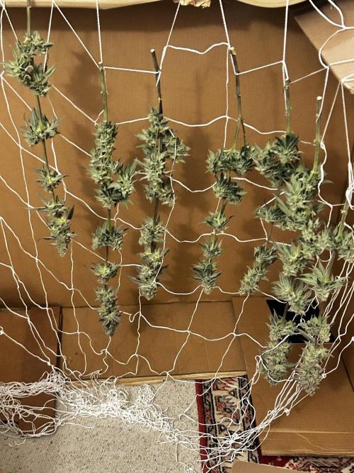 Squirt grow 2026