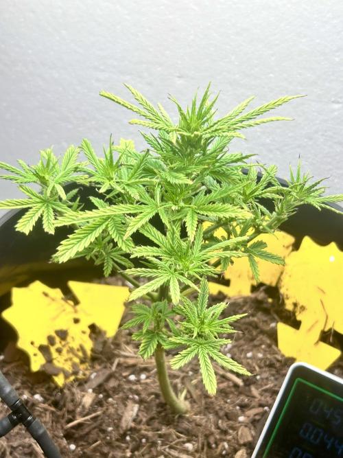 Squirt grow 2026. Week 1 - Time to get ready for my HUGE bong hit of my first soil grown auto.  Back to dro