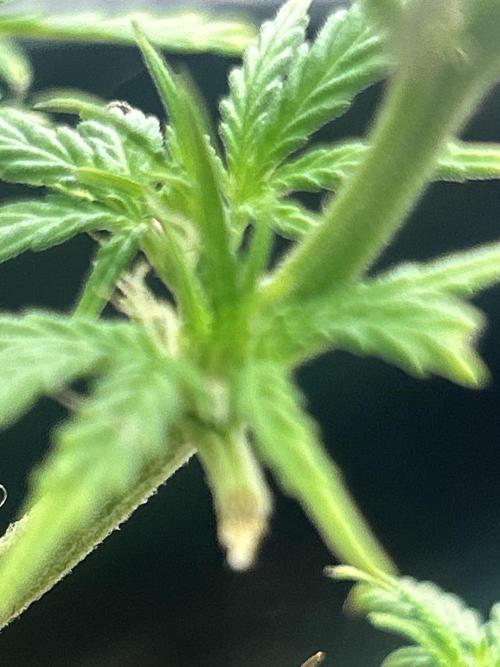 Squirt grow 2026. Week 1