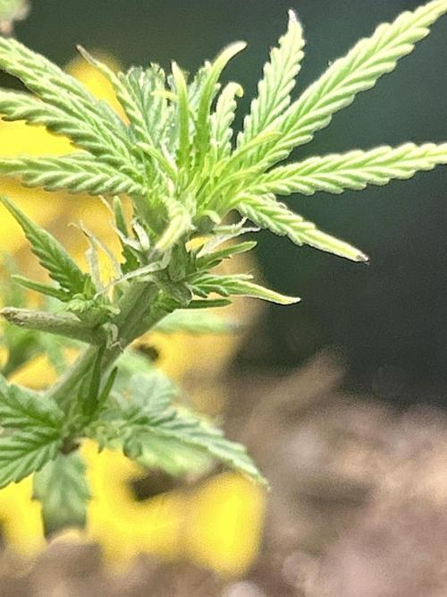 Squirt grow 2026. Week 1