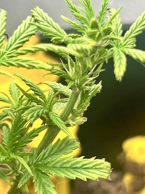 Squirt. Week 1