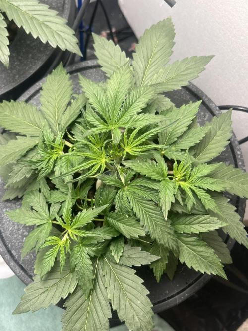 Gelato auto. Week 3
