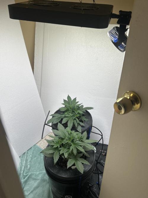 Squirt. Week 3