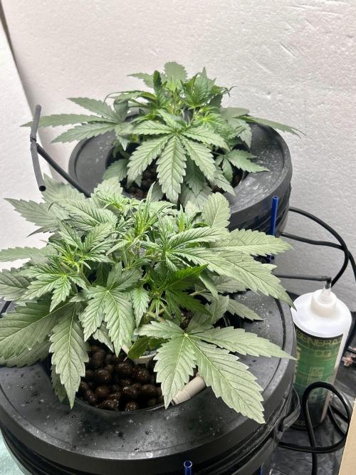 Gelato auto