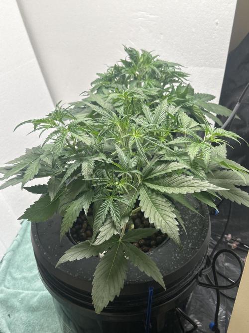 Gelato auto. Week 4 - Not sure when flowering starts with this auto gelato