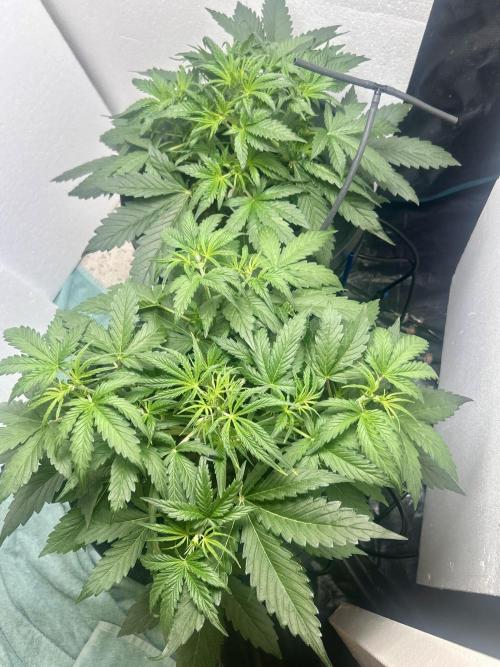 Gelato auto. Week 4 - I hope I’m seeing some fruit soon