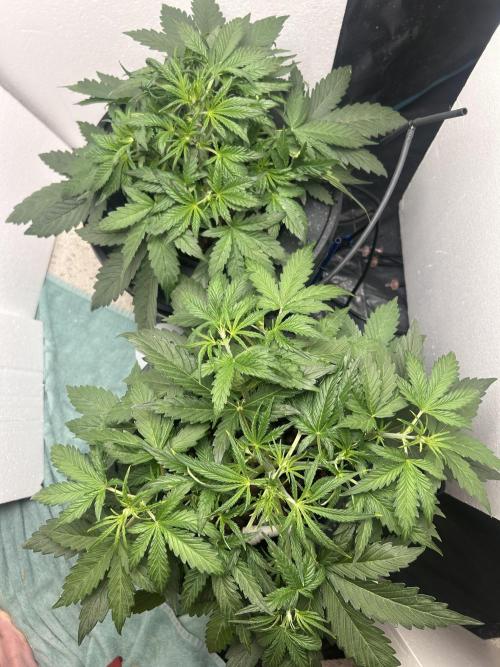 Gelato auto. Week 4 - Finally, seeing a few white hairs