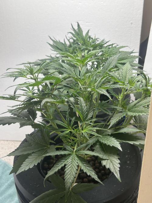 Gelato auto. Week 5 - Otherwise, doing well, just added a dehumidifier