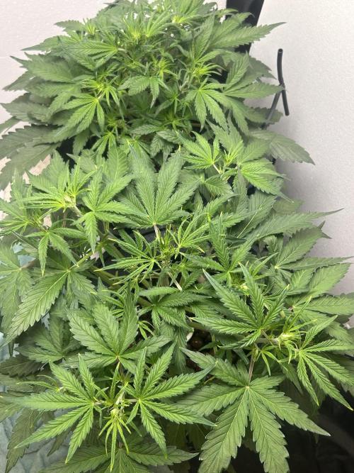 Gelato auto. Week 5 - May need a little defoliating