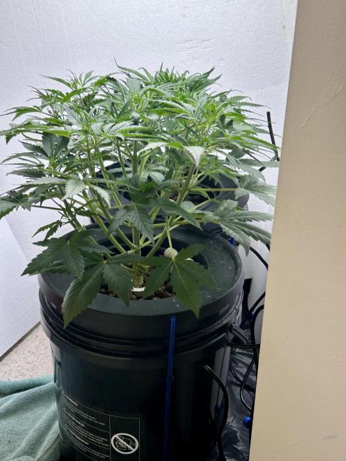Gelato auto. Week 5 - Added  the water, probably 12 hours ago.
Think I actually see new growt 👀