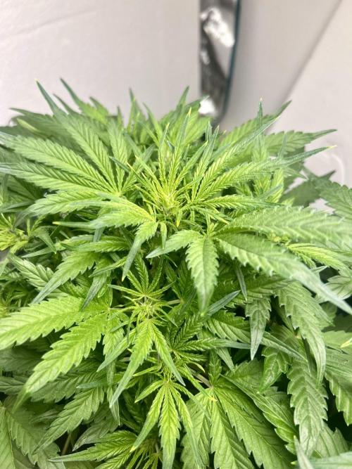 Gelato auto. Week 5 - And now the magic begins. Gonna turn it down under 70° F tonight.