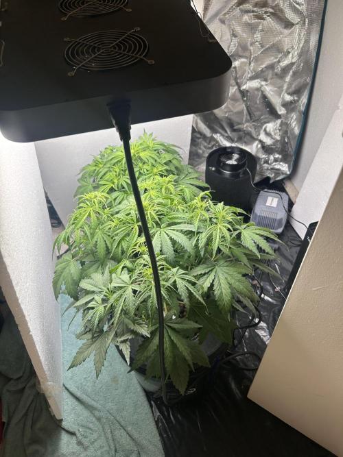 Gelato auto. Week 5