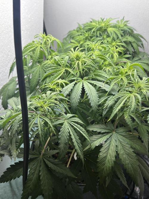 Gelato auto. Week 5