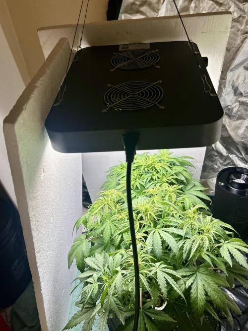 Gelato auto. Week 6 - Starting to get the hang of it, I think?